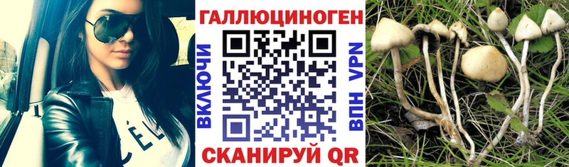 Псилоцибиновые грибы Psilocybine cubensis  Кстово 